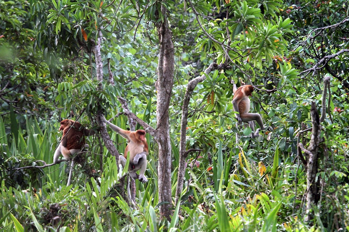 Pulau Kaget Nature Reserve: Home to Proboscis Monkeys