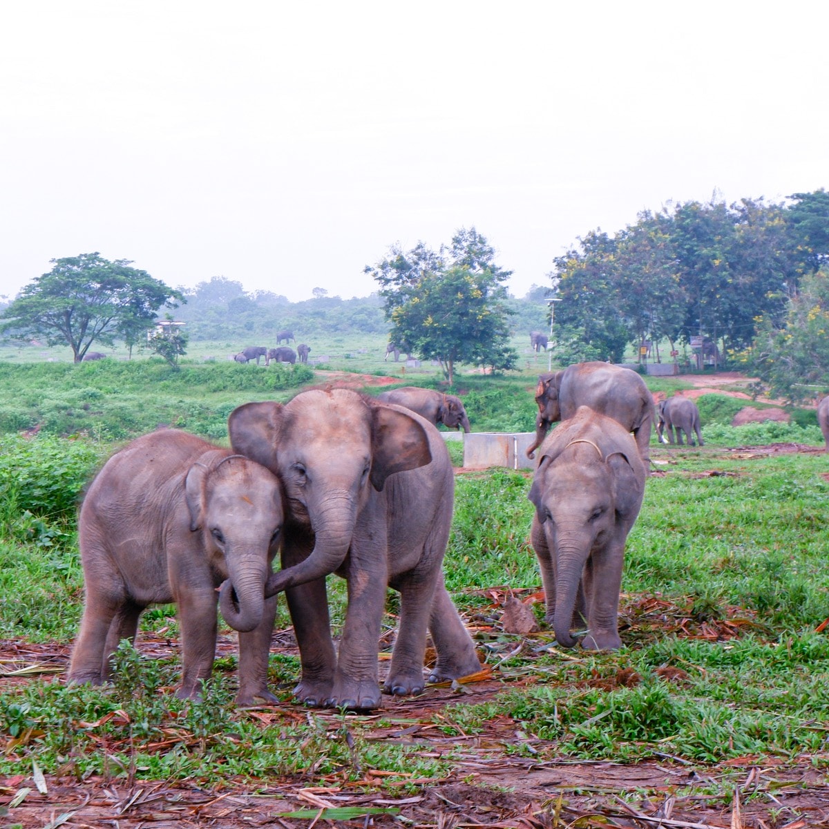 Way Kambas: Sanctuary for Sumatran Elephants