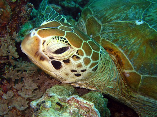 Maratua Island, the Turtle Capital of Indonesia