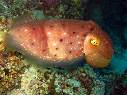 Maratua Island, the Turtle Capital of Indonesia