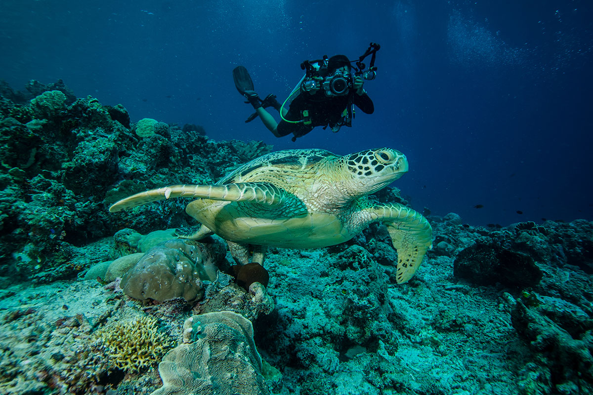 Pemandangan bawah laut di Kepulauan Derawan