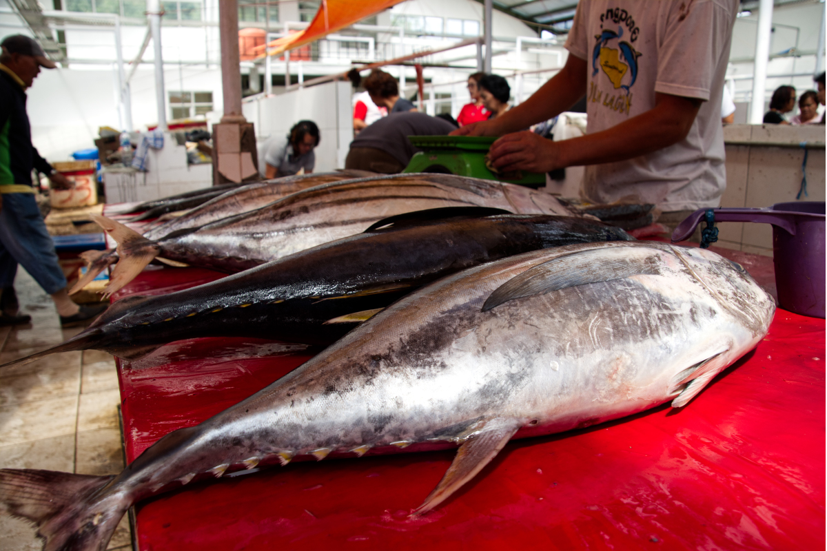 Penggemar wisata kuliner, wajib ikut Bitung Tuna Fest Virtual 2021 - Event