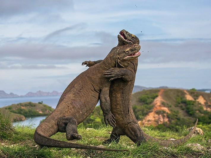 10 Reasons to Visit the Magnificent Komodo National Park