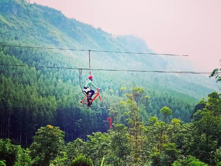Beautiful Pine Forests in Tropical Indonesia
