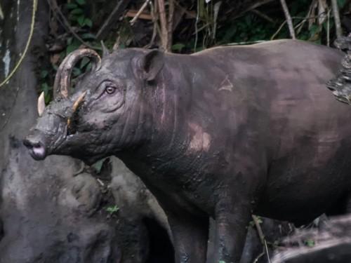 Photographing Endemic Wildlife of North Sulawesi