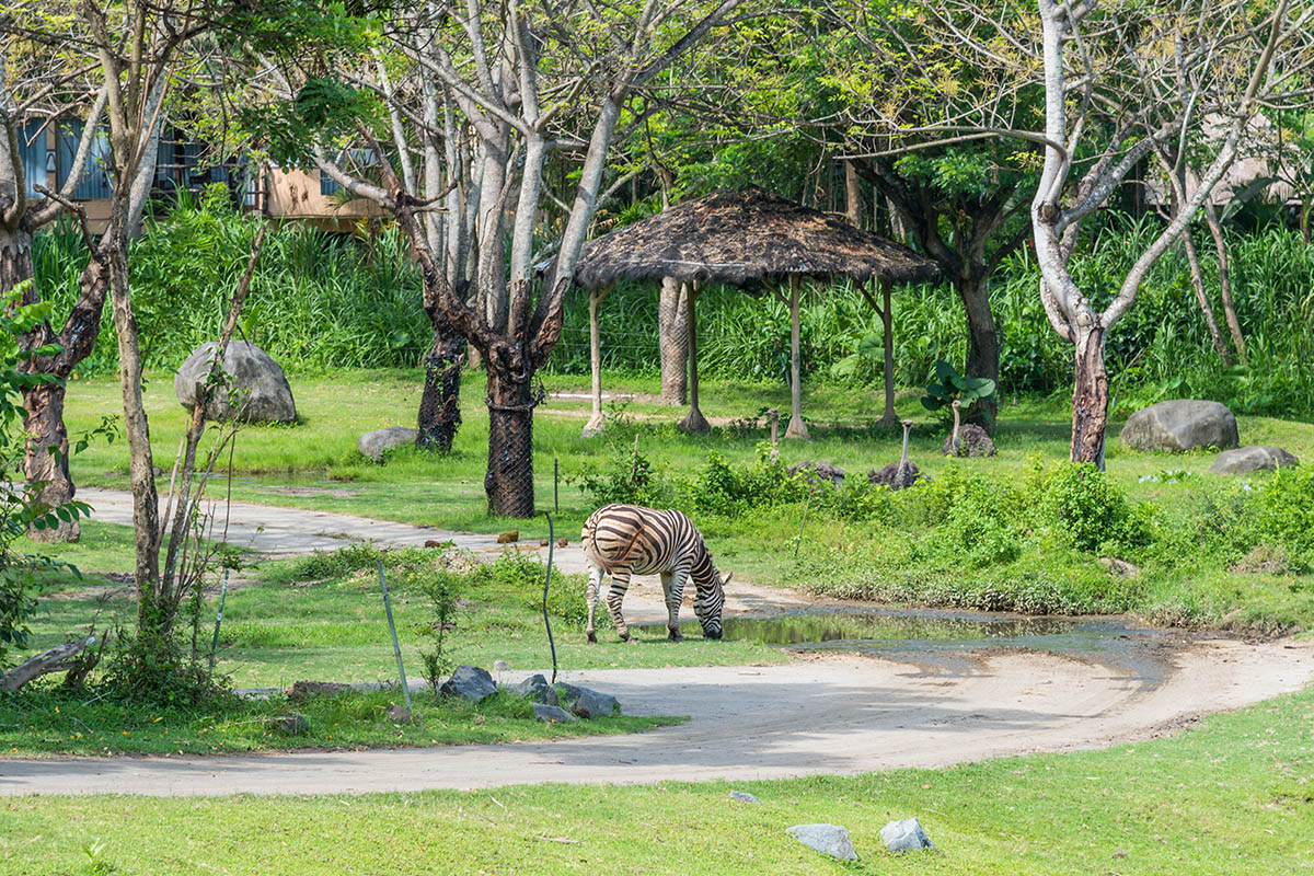 bali-safari