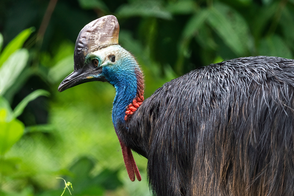 Fauna unik dan langka, Burung Kasuari berwarna biru dan hitam, bulu burung bak sapu, kekayaan flora dan fauna