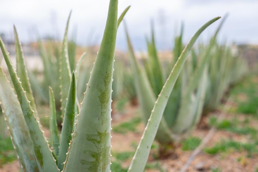 Aloe Vera Center, Pusat Budidaya Lidah Buaya di Pontianak