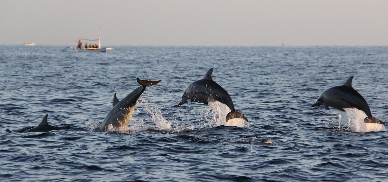 Lovina Beach: Playground of Bottle-Nosed Dolphins along North Bali's Coast