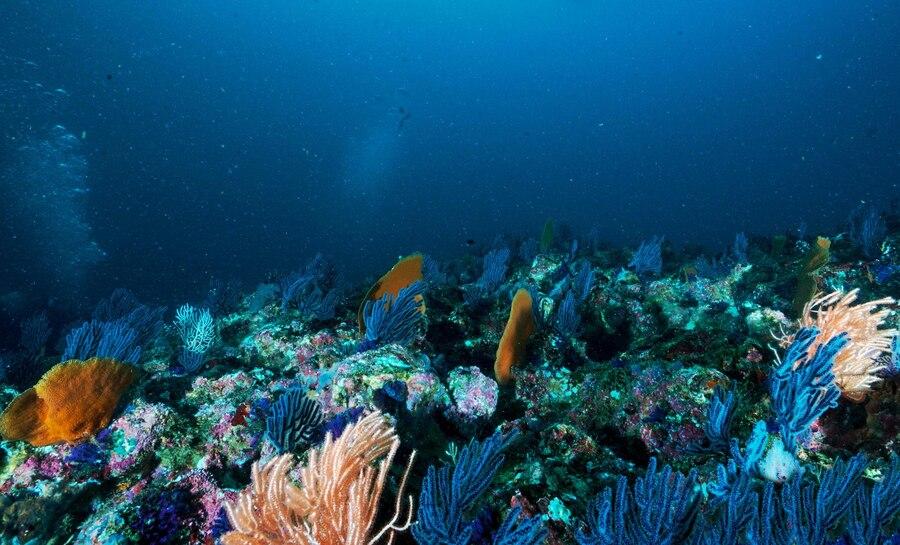 Snorkeling Ujung Kulon National Park