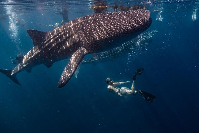 Snorkeling Cendrawasih Bay
