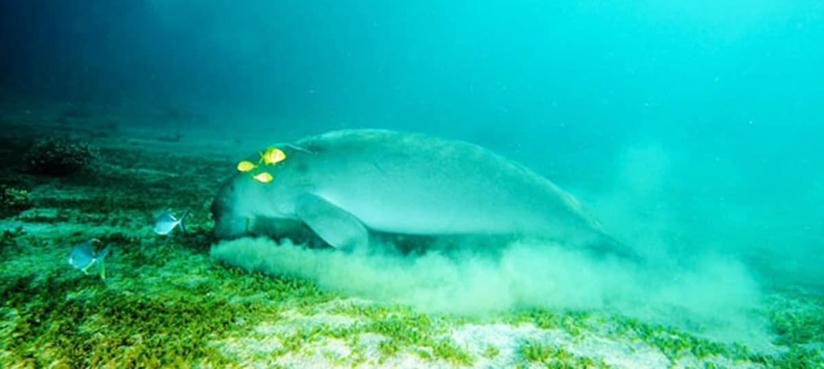 The Lembeh Strait: Mecca for Macro Underwater Photography