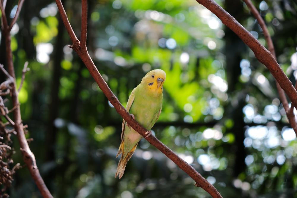 Mengenal Keunikan dan Habitat Burung Serindit Riau