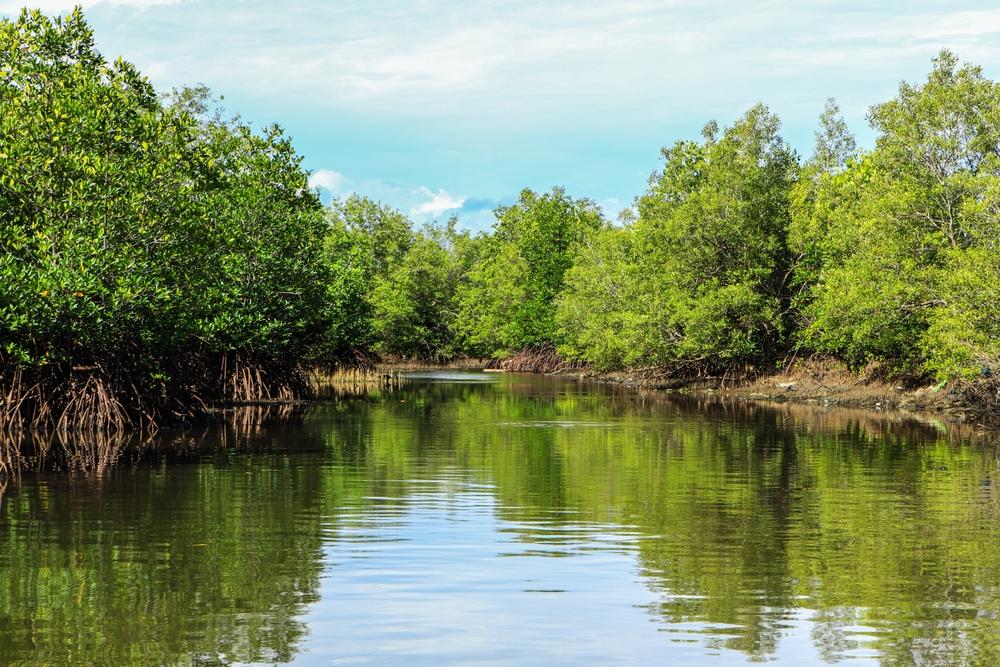 Bakau di Bangka Belitung: Penjaga Pesisir dan Ekosistem
