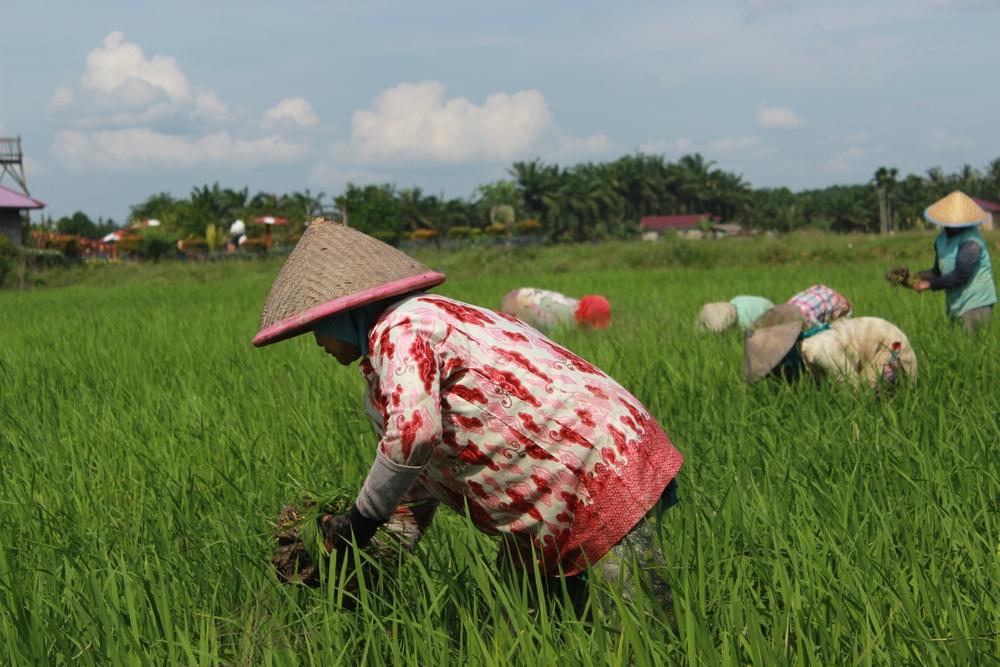 Agrowisata Bungaraya, Destinasi Seru untuk Edukasi Perkebunan