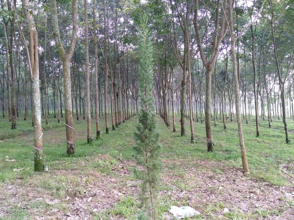 Gerunggang