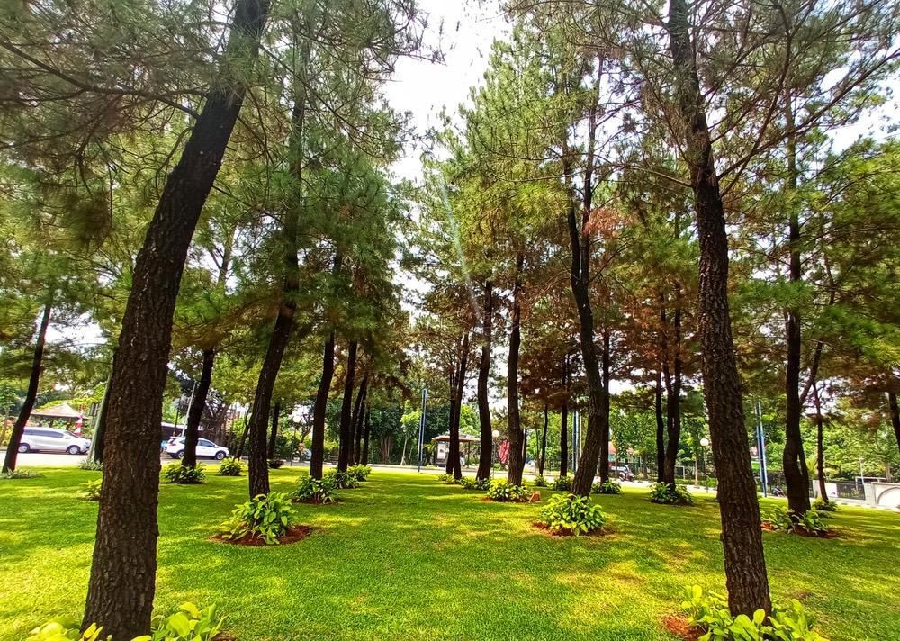 Taman Wisata Alam Punti Kayu, Hutan Wisata di Palembang