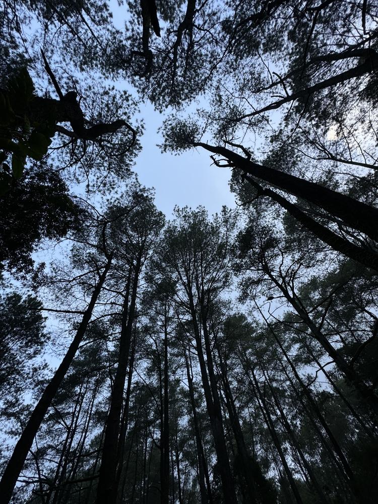 Hutan Pinus Glagalinggah Lestari di Bali