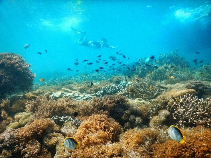 Snorkeling Thousand Islands