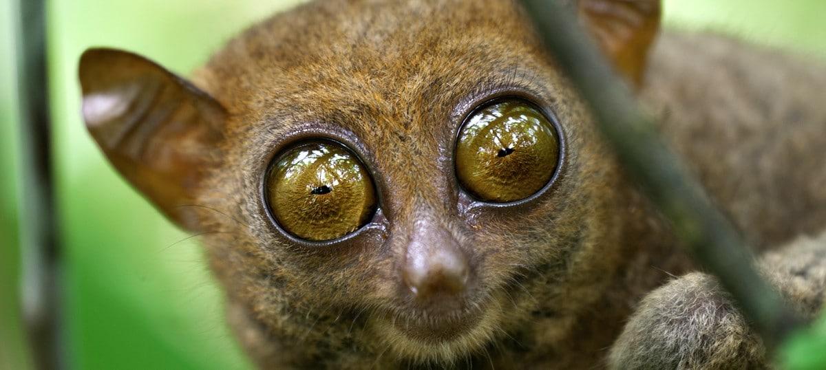The Faithful and Romantic TARSIUS, icon of Bitung at the Tangkoko Nature Reserve