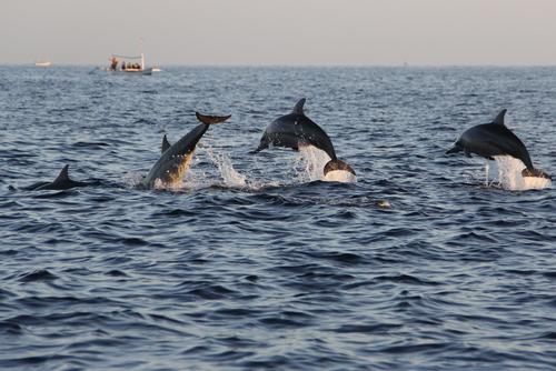 Lovina Dolphin Watching
