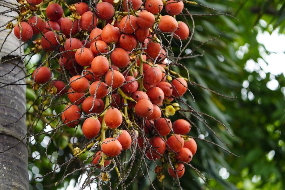 Pinang Merah