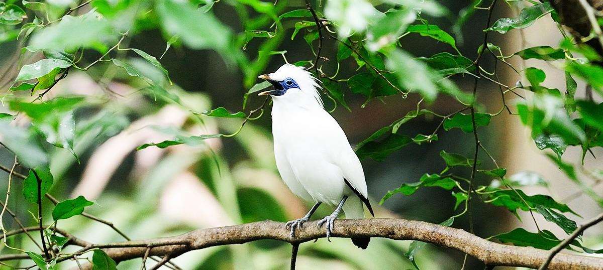 The Exquisite Bali Starling Songbird