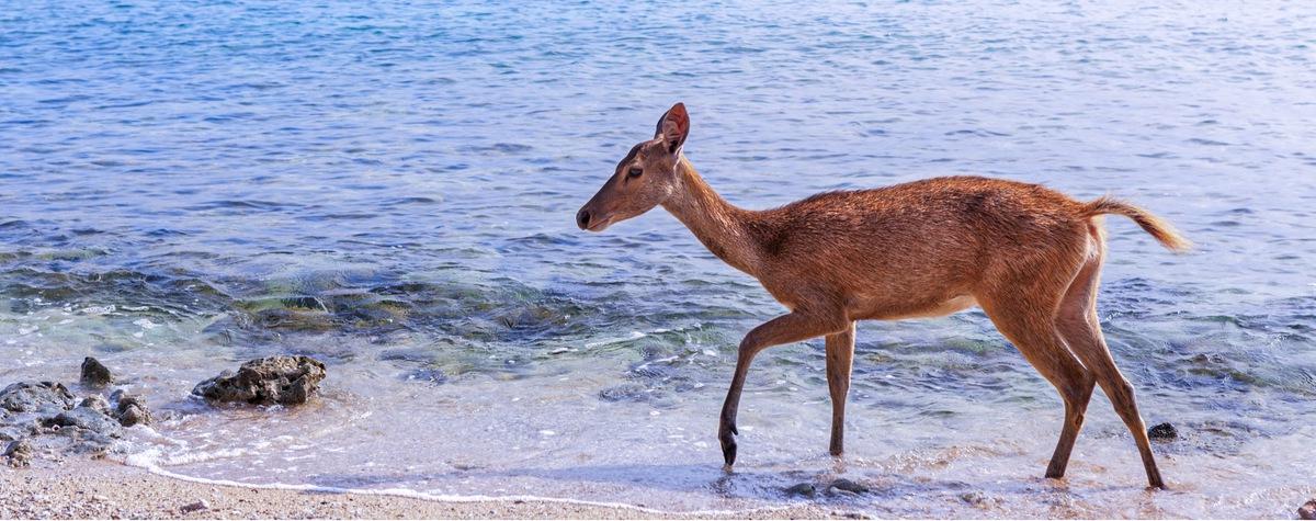 West Bali National Park