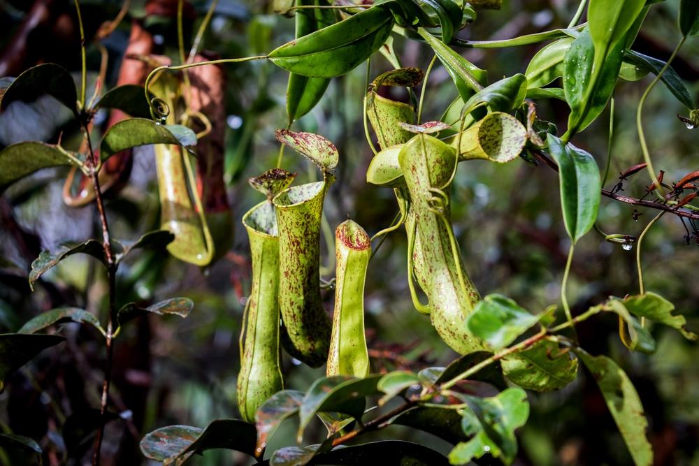 Nepenthes sumatrana