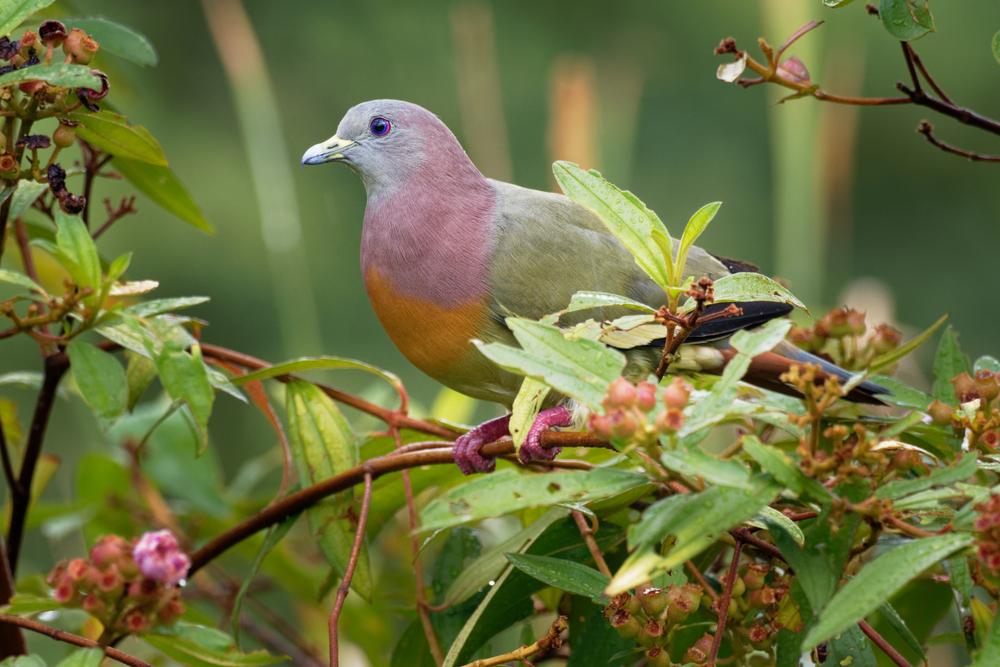 Burung Punai Kecil