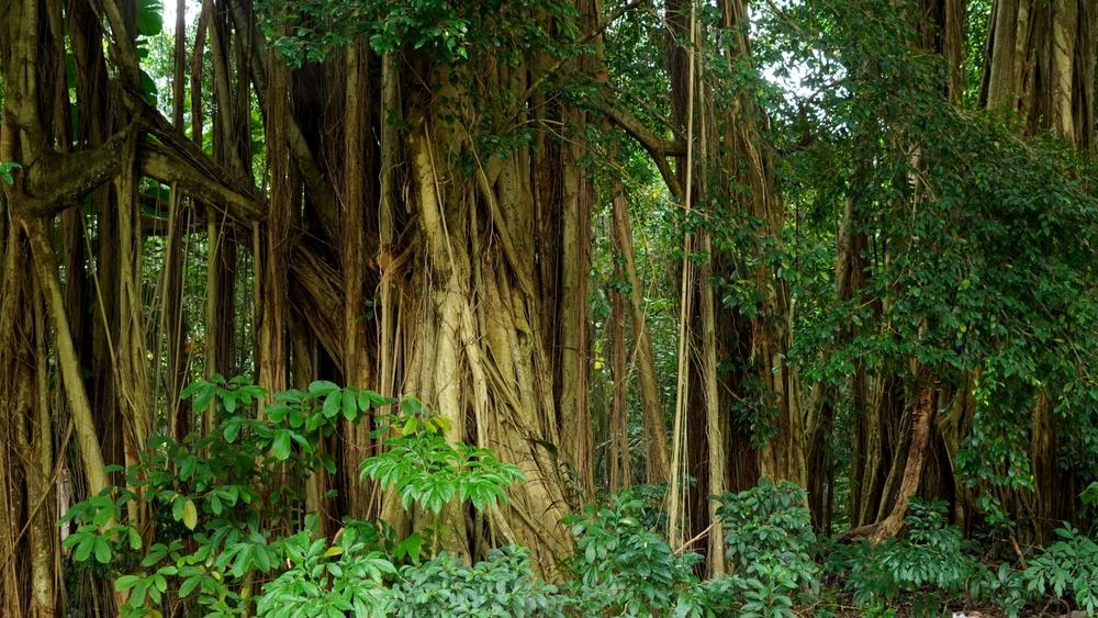 Ficus Annulata, Pohon Ara Pencekik yang Tumbuh dengan Unik