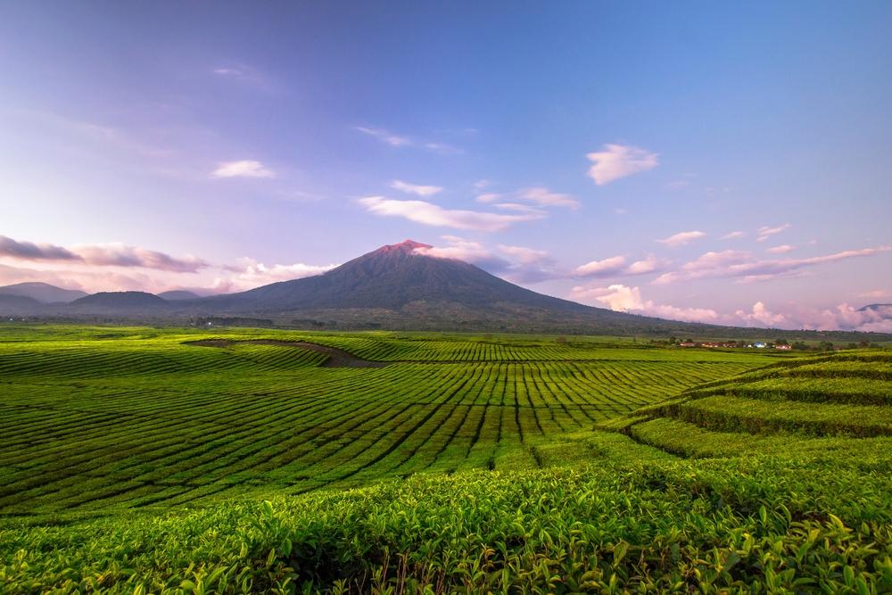 Kebun Teh Kayu Aro, Hamparan Hijau di Kaki Gunung Kerinci