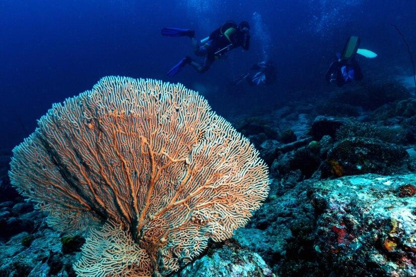 Diving Ujung Kulon National Park