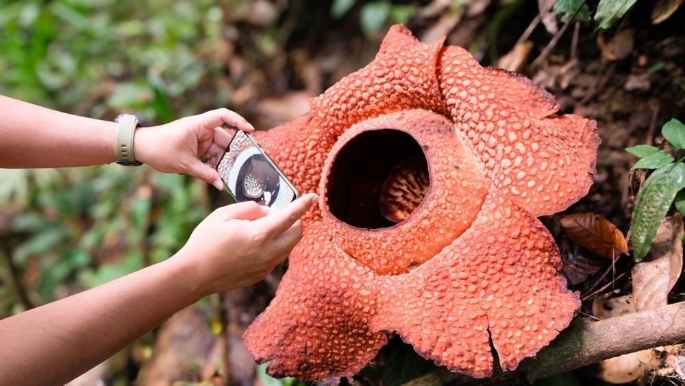 Rafflesia Bengkuluensis, Bunga Langka dari Bengkulu