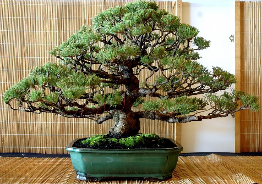 Taman Bonsai: Keindahan Pohon Mini yang Menenangkan