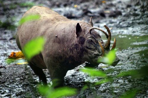 Babi Rusa