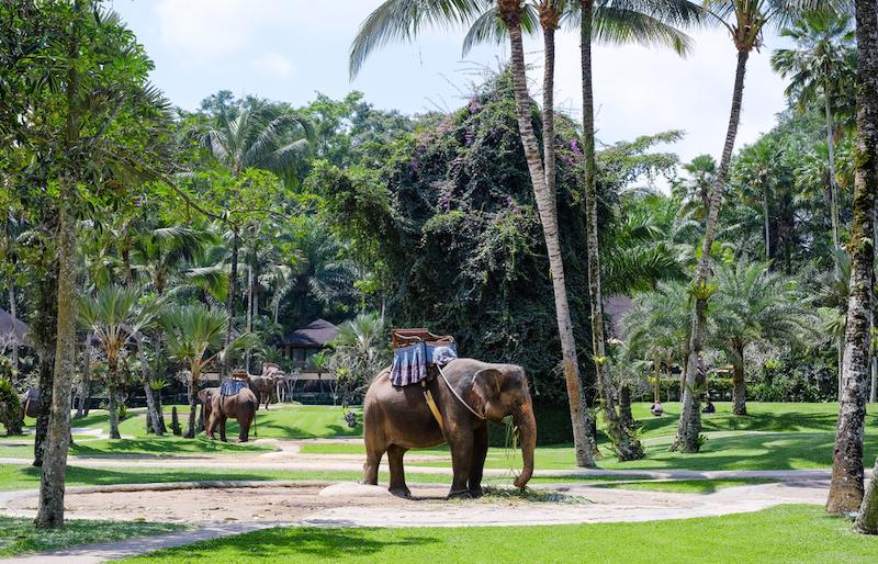 Bali Zoo