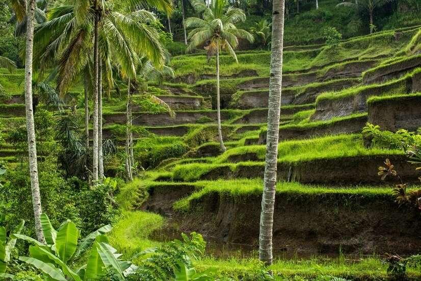Subak Pulagan Tampak Siring