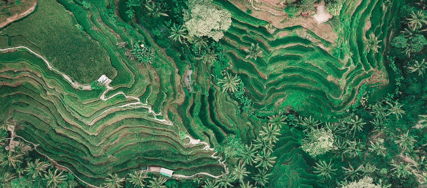 5 Eye-soothing Rice Fields You Should Visit in Bali