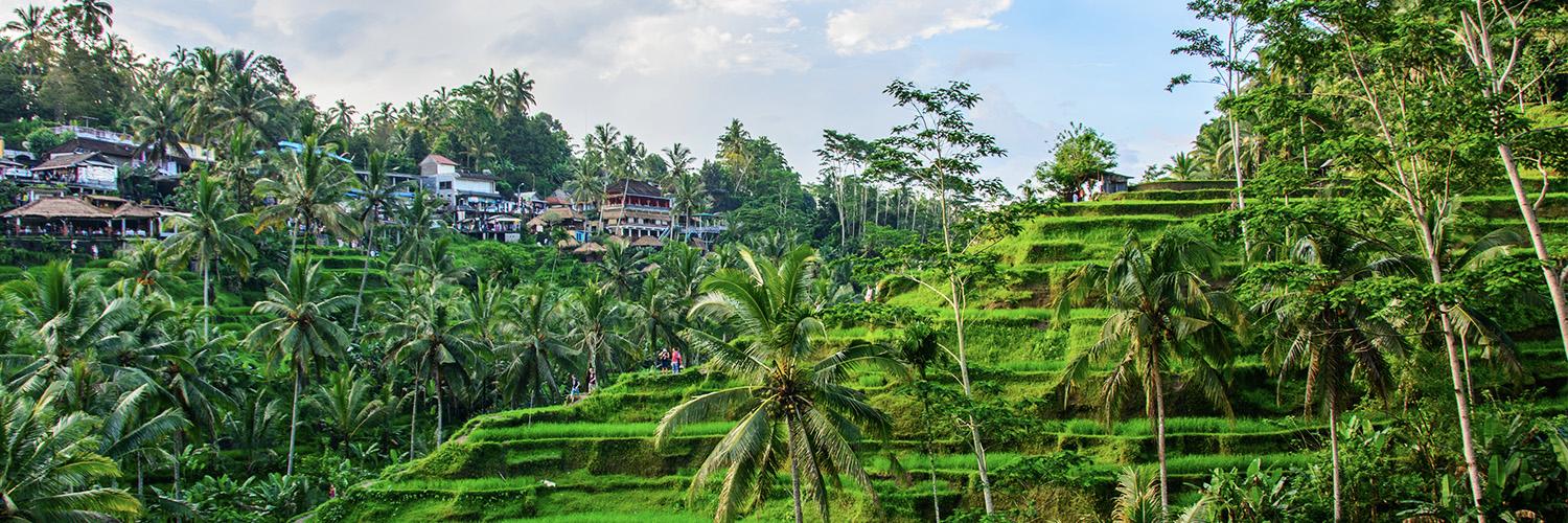 Tegallalang Rice Terrace: A Charm of the Green in Ubud