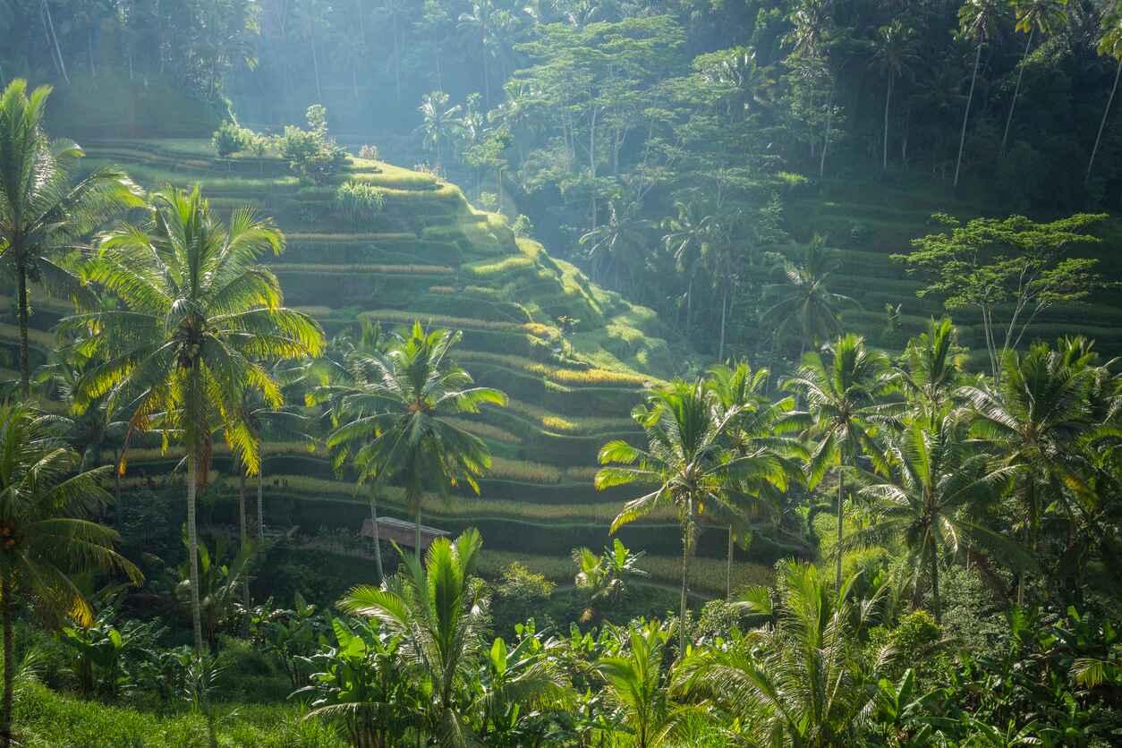 The Amazing Jatiluwih Rice Terraces: Beauty and Bali’s Local Genius