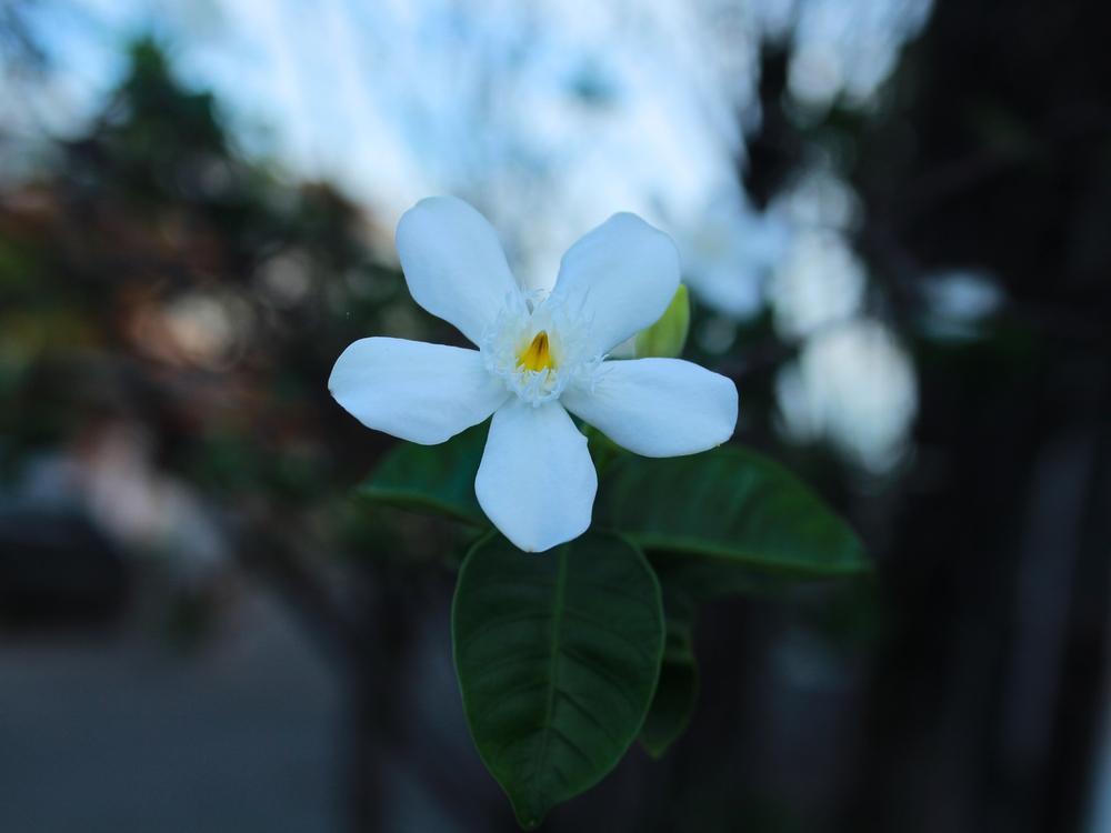 Melati Bali