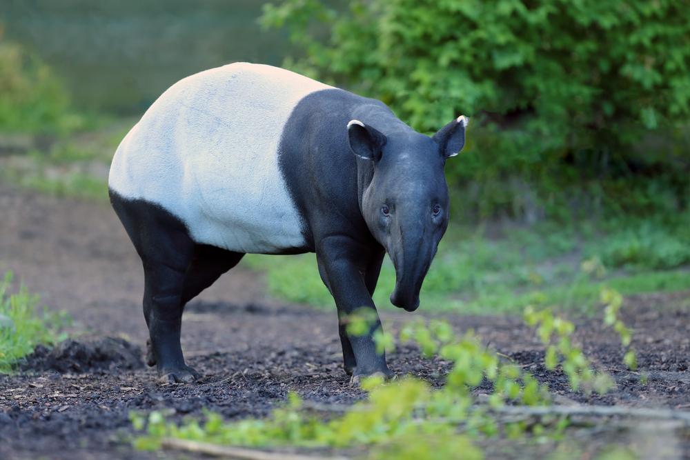 Kenali Tapir Asia, Hewan Unik yang Terancam Punah