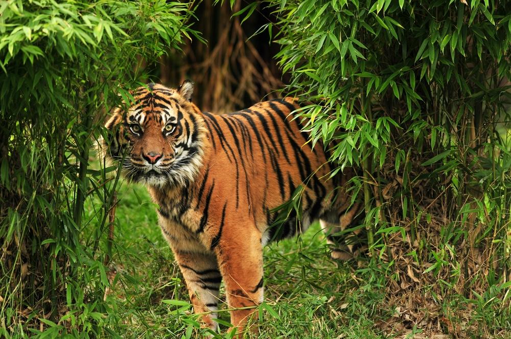 Harimau Sumatera, Sang Predator yang Terancam Punah