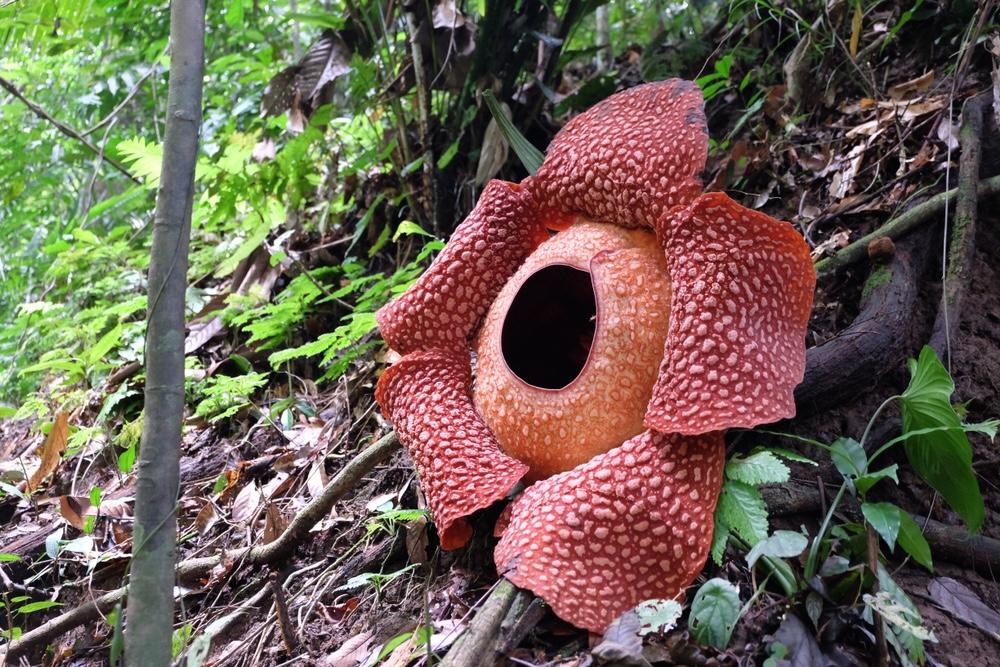 Hutan Lindung Bukit Daun dan Keanekaragaman Hayati Bengkulu