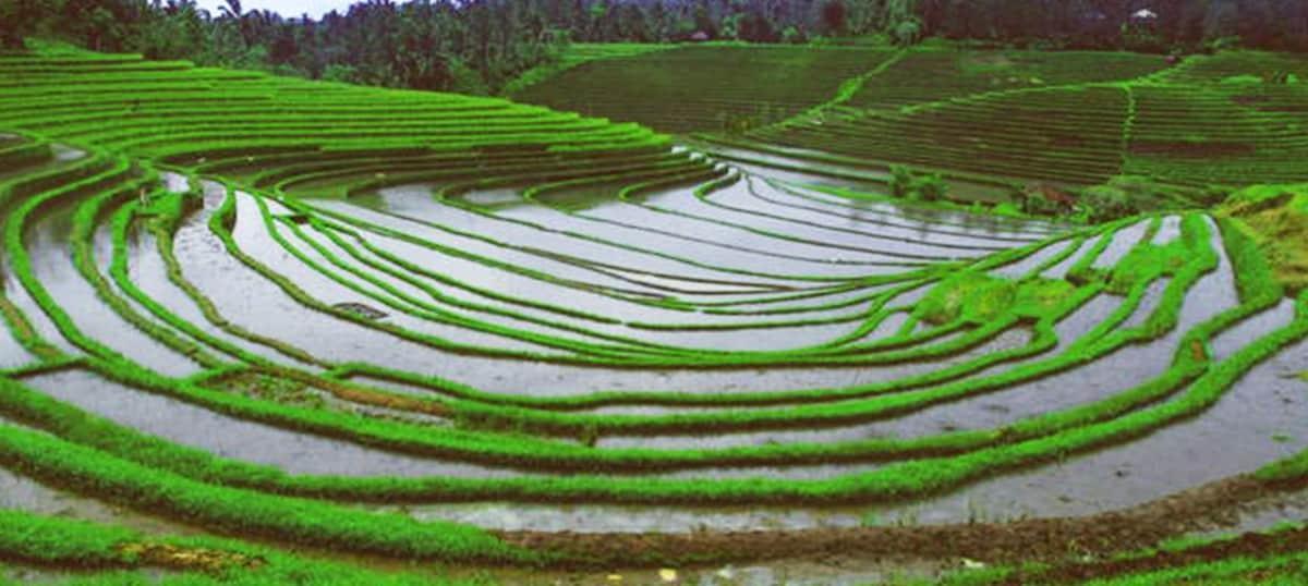 “Subak” – Bali’s Cultural Landscape