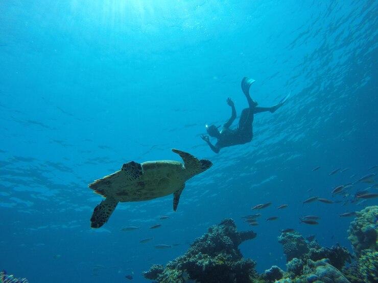 Snorkeling Amed