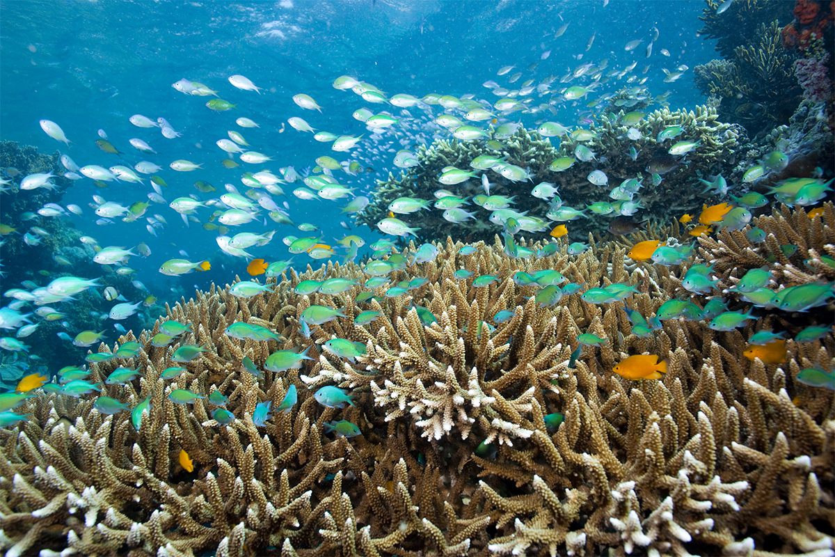 fishes underwater
