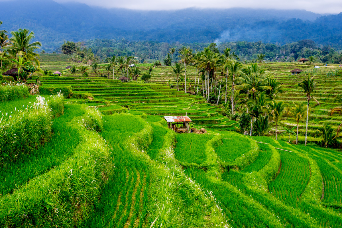 Jatiluwih rice terraces