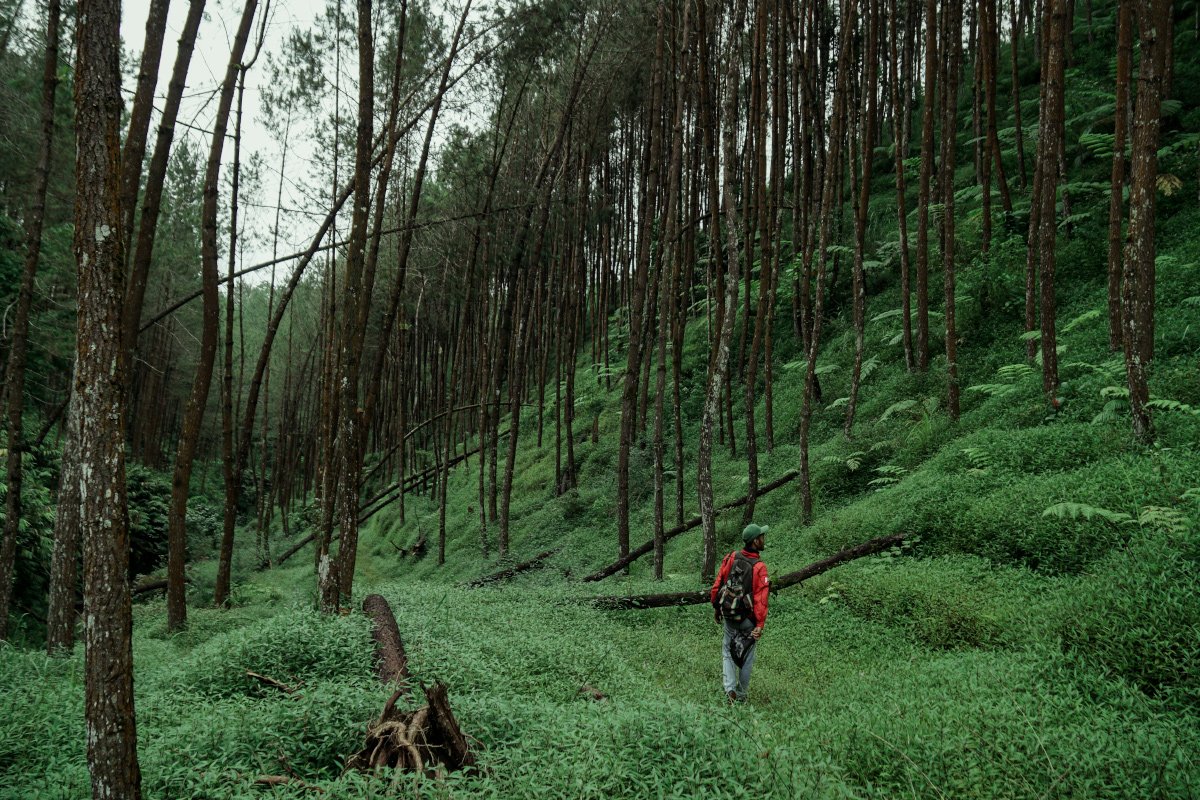 Beautiful Pine Forests in Tropical Indonesia